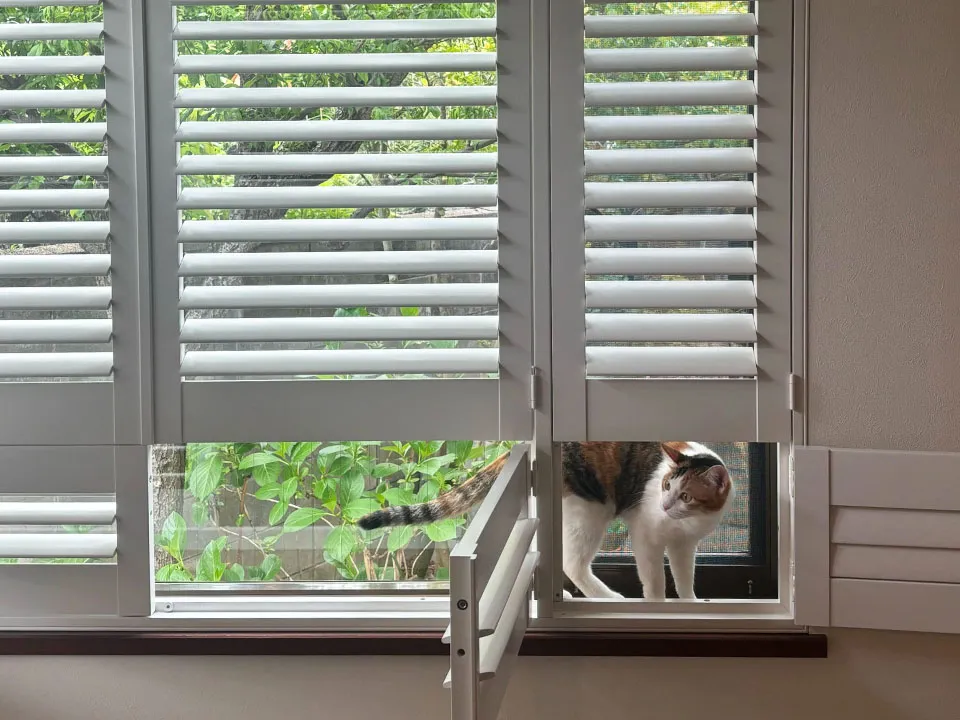 猫と人に寄り添う上質な窓辺の写真5