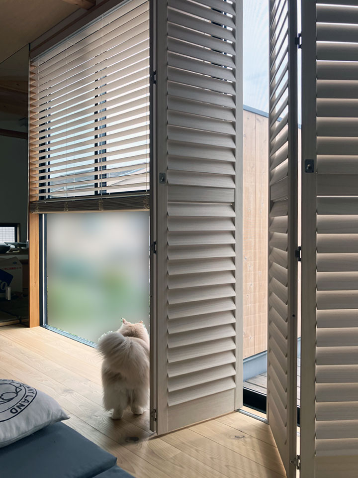 愛猫と光を楽しむ日常の写真5