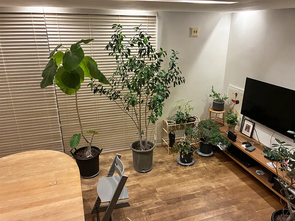 観葉植物が映えるウッドブラインドの写真2