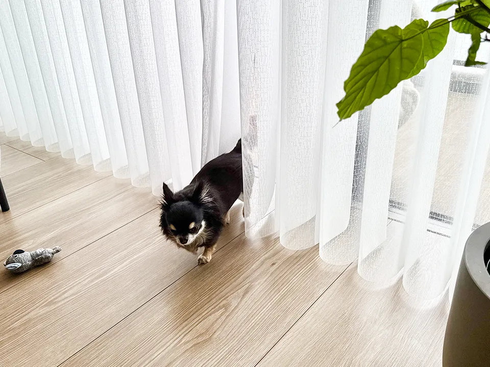 小さなお子様とペットに優しいマンション窓まわりの写真2