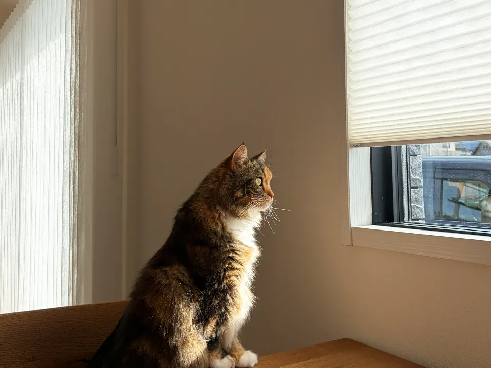 猫と快適に暮らす窓辺の写真2