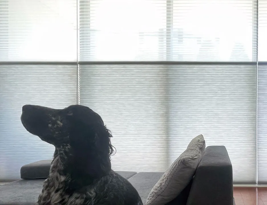 ハニカムエコスクリーンイメージ